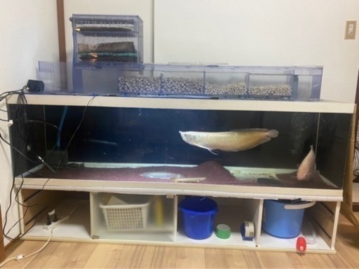 熱帯魚