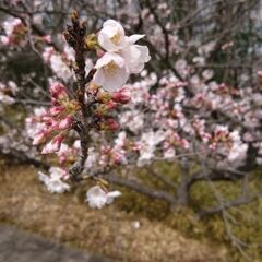 桜