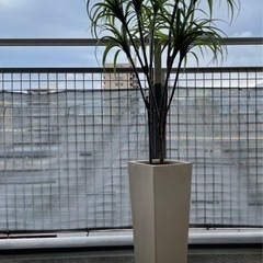 人工観葉植物　フェイクグリーン　ドラセナ140cm