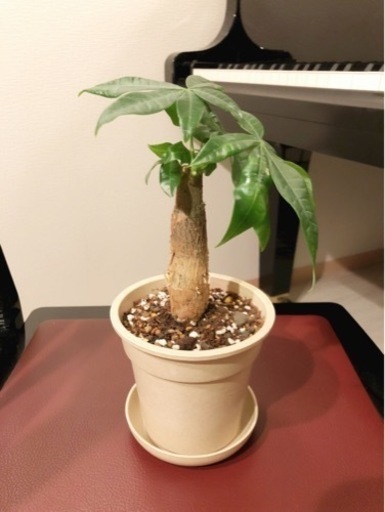 観葉植物　パキラ(13)　25cm　ナチュラルカラーの3.5号の鉢と受け皿付き