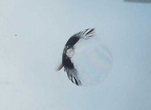 ガラスリペア出張フロントガラス飛び石キズ修理車修理車ガラス修理飛び石キズ修理 リペアプロエンドウ 名取の手伝いたい 助けたいの助け合い ジモティー ガラスリペア出張フロントガラス飛び石キズ修理車修理車ガラス修理飛び石キズ修理 リペアプロエンドウ 名取の手伝いたい 助けたいの助け合い ジモティー