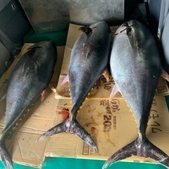 シーズンラスト　本マグロの画像