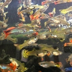 ミックスグッピーの中古が安い 激安で譲ります 無料であげます ジモティー