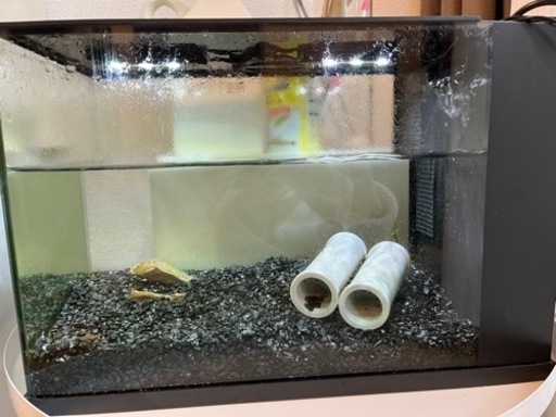 【飼育セット】GEX ラクテリア 飼育セット付き