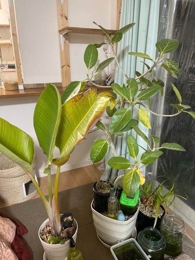 観葉植物　2種
