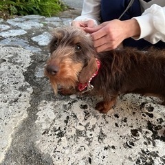 1歳2カ月のダックスのハーフの女の子♡ - 犬