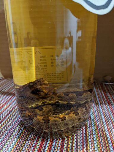ハブ酒 化粧箱無し 中に蛇アリ