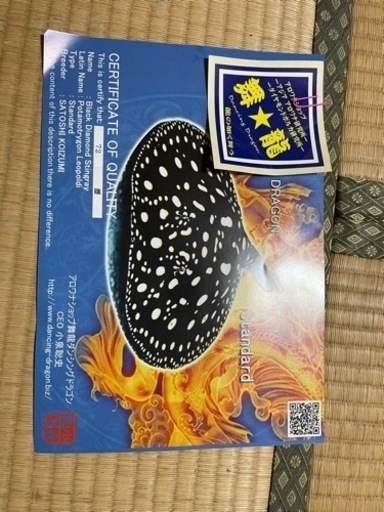 ダイヤモンドポルカ 舞龍