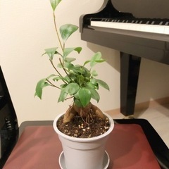 観葉植物　ガジュマル⑦　31cm　グレーカラーの3.5号の鉢と受...