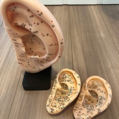 【中古】耳の模型　耳ツボ　ミニ模型2個付き