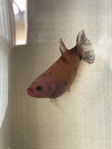 鯉ベタ メス B Atmich 奥武山公園のその他の中古あげます 譲ります ジモティーで不用品の処分