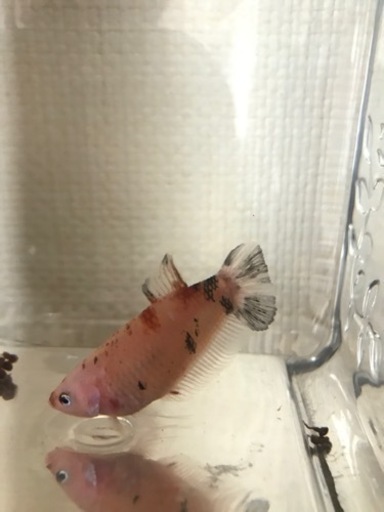 鯉ベタ メス B Atmich 奥武山公園のその他の中古あげます 譲ります ジモティーで不用品の処分