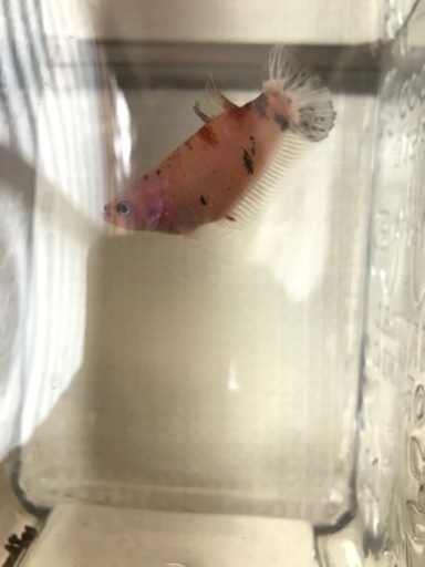 鯉ベタ メス B Atmich 奥武山公園のその他の中古あげます 譲ります ジモティーで不用品の処分