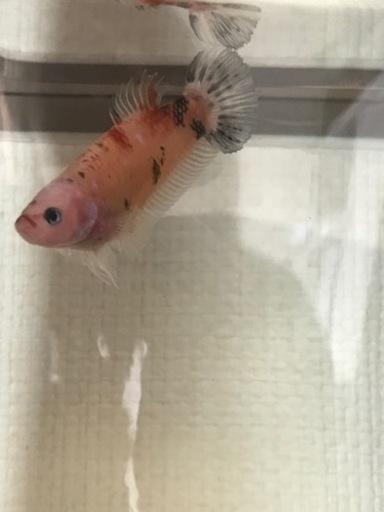 鯉ベタ メス B Atmich 奥武山公園のその他の中古あげます 譲ります ジモティーで不用品の処分