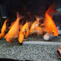 金魚（オレンジの和金）の里親募集　1～5匹