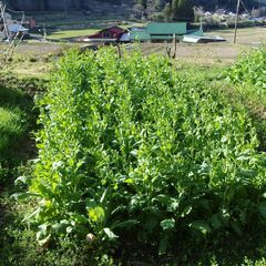 無料　高菜　タカナ