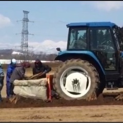 4月　短期　長芋の収穫　無料送迎あり