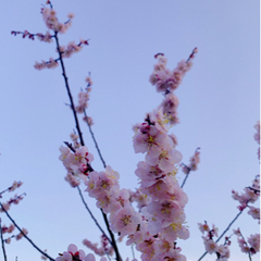 🌸🍱古城公園でお花見ピクニックしましょう〜✨🌸