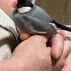 桜文鳥を探しています！