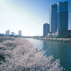 大阪でまだお花見イベント間に合います❣️桜を見ながらワイワイ楽しみ🌸