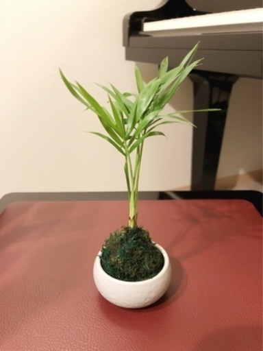 観葉植物テーブルヤシ苔玉仕様18cmおしゃれな陶器の受け皿付き Shun植物と暮らす 小竹向原の家庭用品 ガーデニング の中古あげます 譲ります ジモティーで不用品の処分