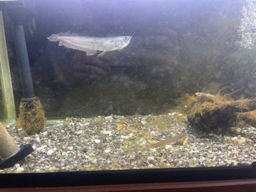 その他 60センチ水槽2個