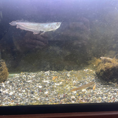 60センチ水槽2個