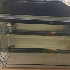 60センチ水槽2個