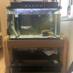 60センチ水槽2個