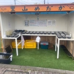 【ネット決済】里山公園前　メダカ無人販売所　里山めだか 4/6出店