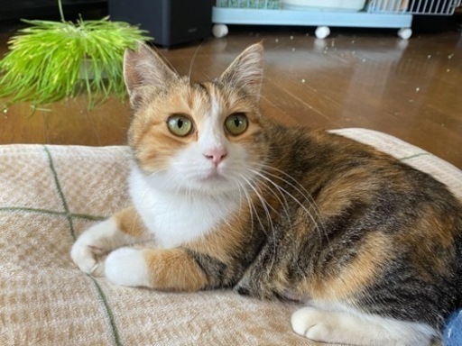 スリスリの2歳のミケちゃん ミーちゃんです Maki 伊豆仁田の猫の里親募集 ジモティー