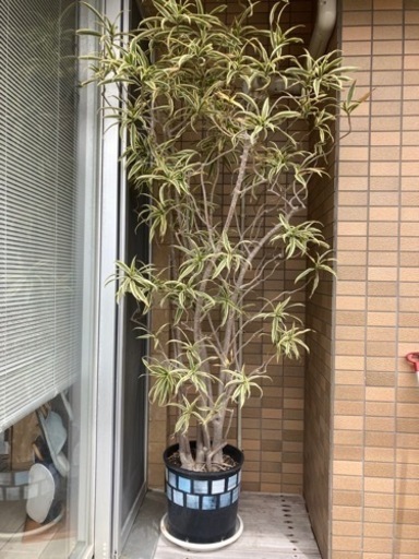 見学ok ドラセナ ソングオブインディア 観葉植物 高さ2ｍ近く Coco 豊見城のその他の中古あげます 譲ります ジモティーで不用品の処分