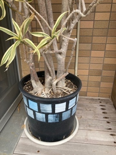 見学ok ドラセナ ソングオブインディア 観葉植物 高さ2ｍ近く Coco 豊見城のその他の中古あげます 譲ります ジモティーで不用品の処分