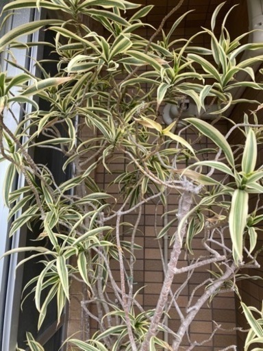 見学ok ドラセナ ソングオブインディア 観葉植物 高さ2ｍ近く Coco 豊見城のその他の中古あげます 譲ります ジモティーで不用品の処分