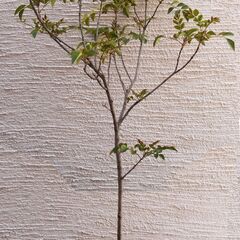 シマトネリコ　１　植木　観葉植物