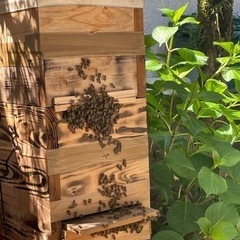 【ネット決済】日本蜜蜂　