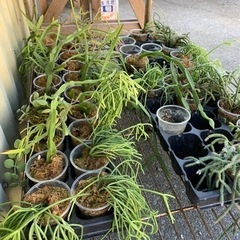 観葉植物　リプサリス の苗売ります！