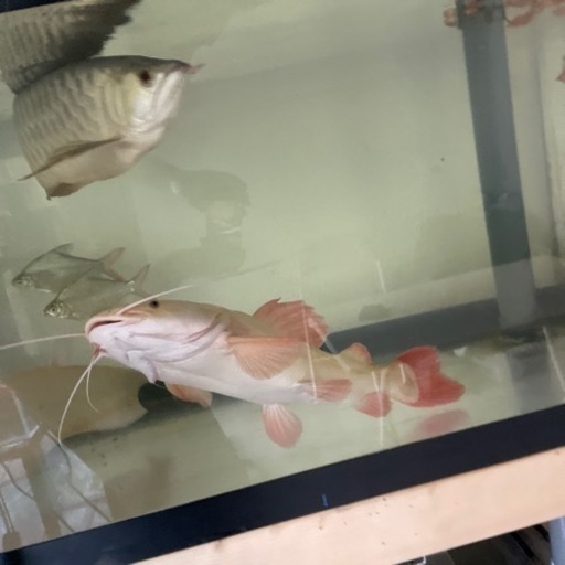 GW限定値下げ プラチナレッドテールキャット