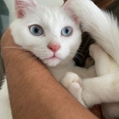 白猫ブルーアイ