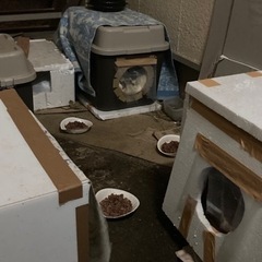 地域猫の餌やり