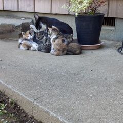 野良猫　子猫 − 埼玉県