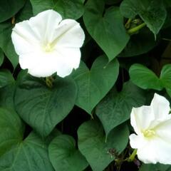 【決定しました】夜顔（ヨルガオ）の種　花の色は人気の白
