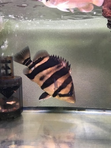 ダトニオプラスワン