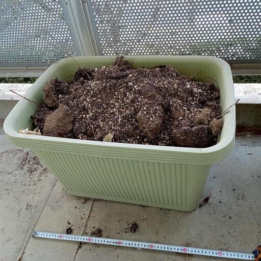 土付きプランター3点ベランダ菜園 Gonzaemon つくばの家具の中古あげます 譲ります ジモティーで不用品の処分