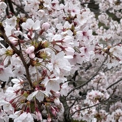 夙川　桜　さくら　なごりウォーク