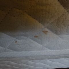 【愛品倶楽部柏店】キングスダウン(KINGSDOWN)　セミダブル ダブルクッションベッド インシグニア2　在庫2台