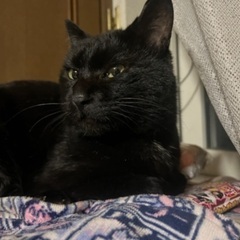 人懐っこい生後約10ヶ月の黒猫です − 北海道