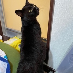 人懐っこい生後約10ヶ月の黒猫です - 猫