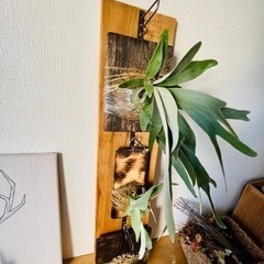 無垢古材 クラフトインテリア ハンギングボード 板付植物込み