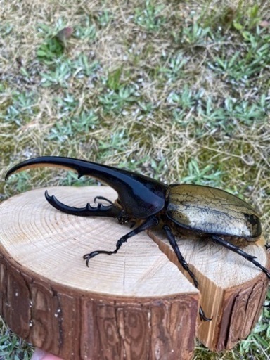 ヘラクレス　オオカブト　♂150mm♀68mm